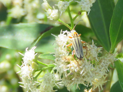Chauliognathus scriptus