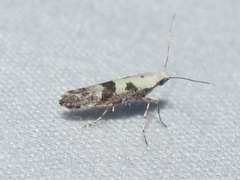 Argyresthia austerella
