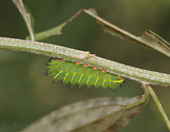 Rothschildia jacobaeae