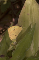 Abaeis salome jamapa