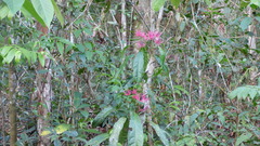 Pavonia multiflora