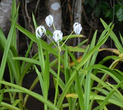 Crinum erubescens image