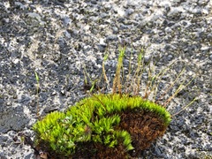 Tortella inclinata