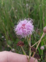 Mimosa debilis