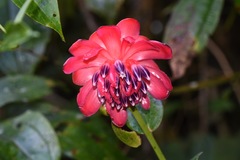 Cavendishia adenophora