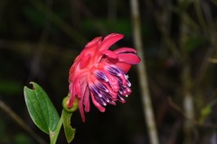 Cavendishia adenophora