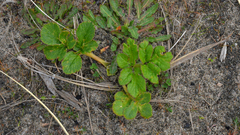 Glehnia littoralis