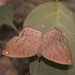 Quilted Metalmark - Photo (c) Erick Noe Tapia Banda, some rights reserved (CC BY-NC), uploaded by Erick Noe Tapia Banda