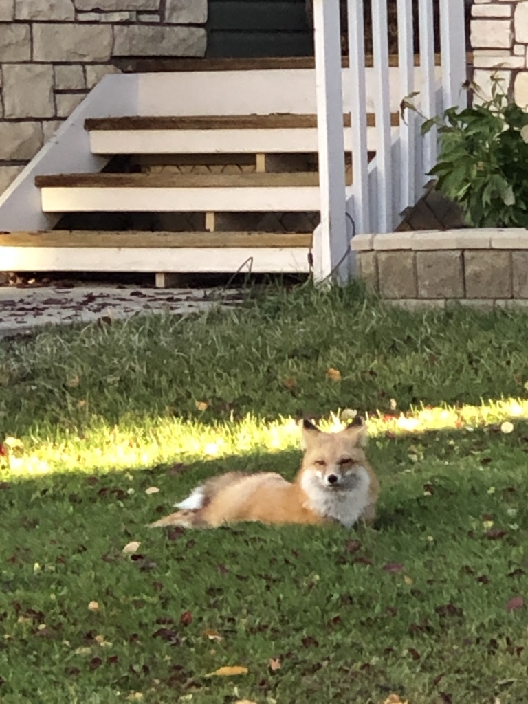 Red Fox from Prestwick Estate Link SE, Calgary, AB, CA on October 10