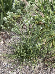Cryptantha pterocarya