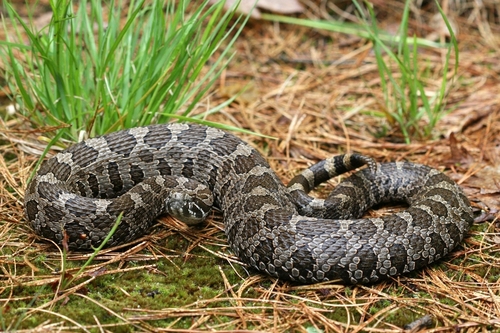 Eastern Massasauga