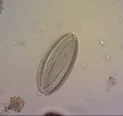 Bacillariophycidae