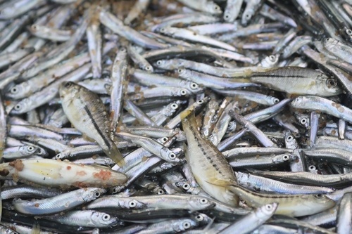 Lake Malawi sardine (Engraulicypris sardella) — Cyprinidae — 3