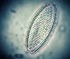 Bacillariophycidae