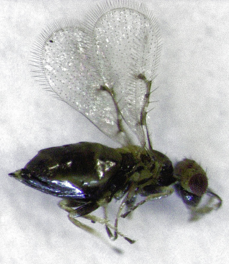 Lathromeris