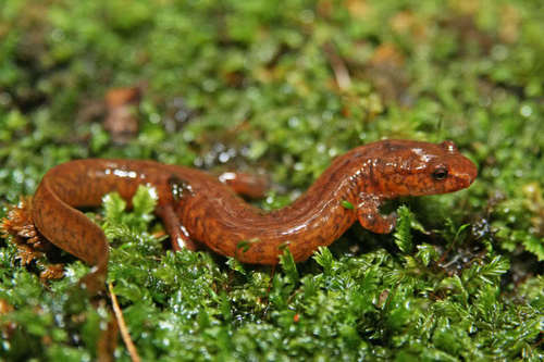 Spring Salamander