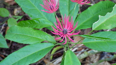 Pavonia multiflora