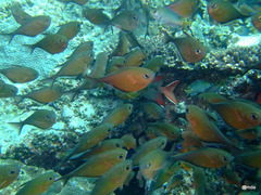 Pempheris adusta