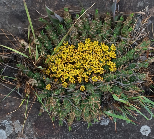Image of Euphorbia flanaganii by (c) chrishorak, some rights reserved (CC BY)