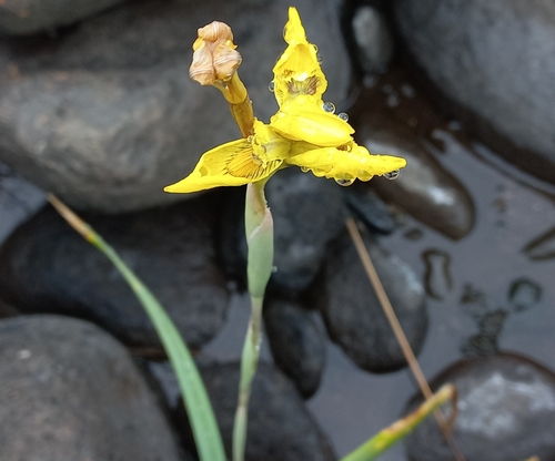 Large Golden Vlei Moraea (Moraea huttonii)