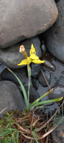 Moraea huttonii, photograph 2