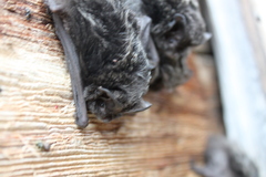 Barbastella barbastellus