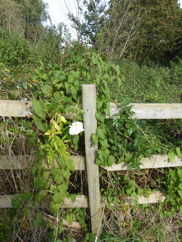 Rosa × alba, photograph 6