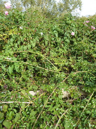 Rosa × alba, photograph 4