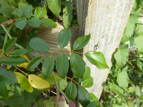 Rosa × alba, photograph 3