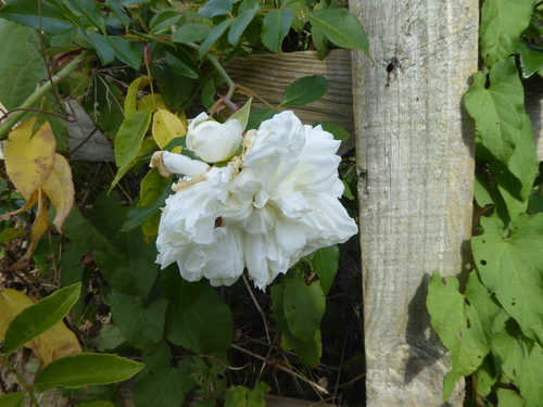 white rose of York (Rosa ×)