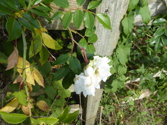 Rosa × alba, photograph (c) jamie-aa, some rights reserved (CC BY)