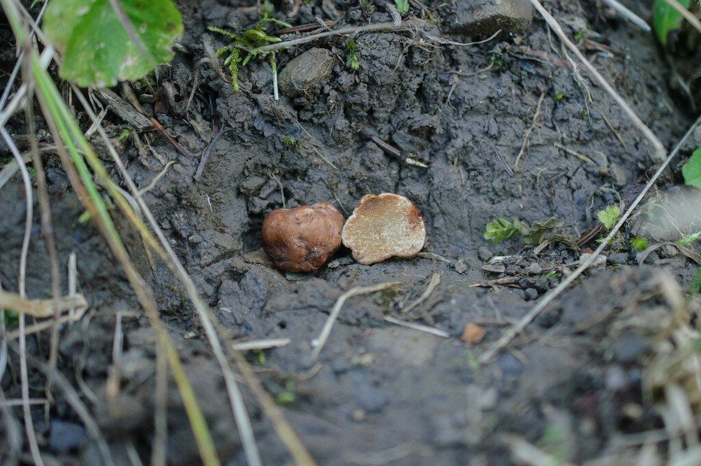 Alpova alpestris