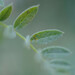 Pea Powdery Mildew - Photo (c) Nicolas Schwab, some rights reserved (CC BY-NC), uploaded by Nicolas Schwab