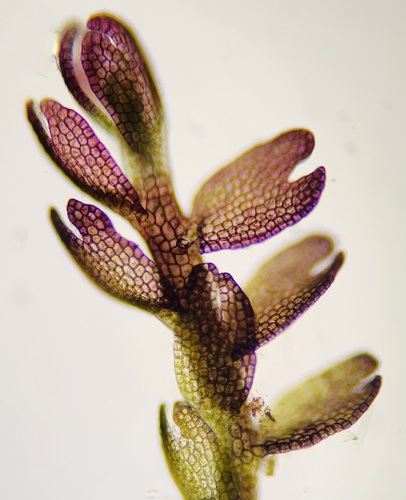 Odontoschisma fluitans