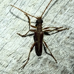 Stenocorus