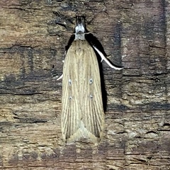 Dichomeris bipunctellus