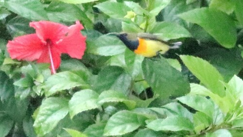 Palawan Sunbird (Cinnyris aurora), photo 3