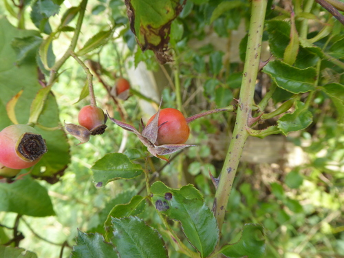 Rosa × alba, photograph 2