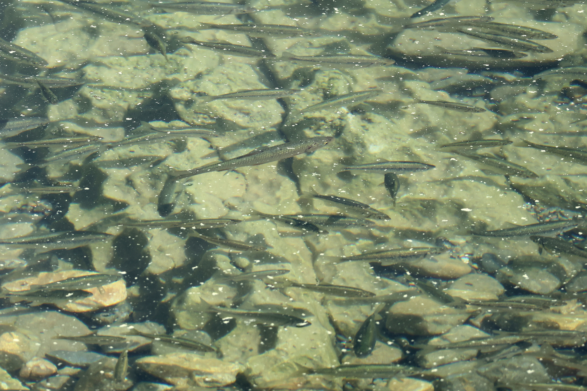 Skadar Chub photo 3