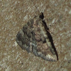 Metalectra miserulata