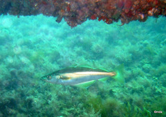 Pollachius pollachius