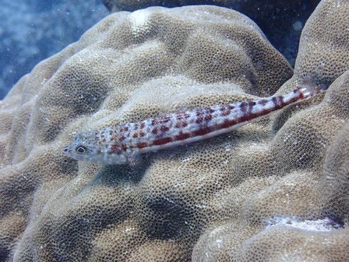 ヒトスジエソ
