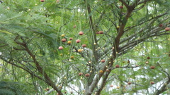 Parkia pendula