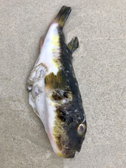 Amblyrhynchote honckenii