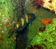 Trisopterus luscus