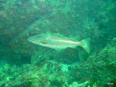Pollachius pollachius