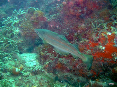 Pollachius pollachius