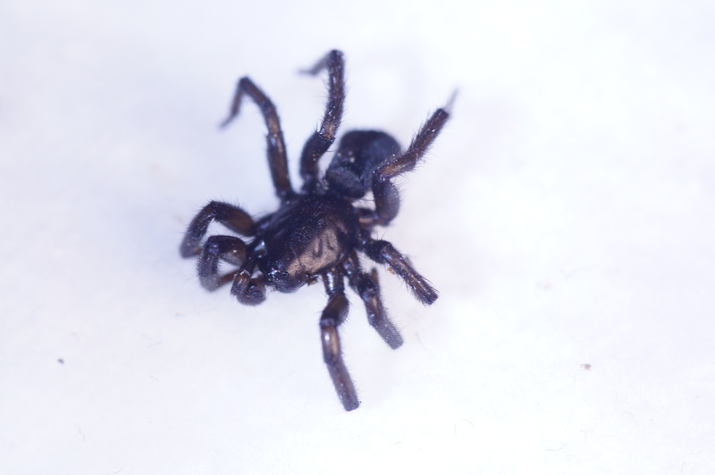 Gnaphosa lapponum