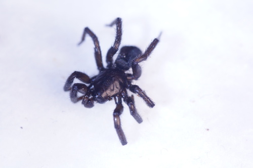 Gnaphosa lapponum
