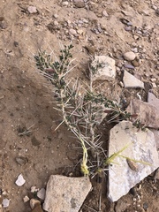 Astragalus spinosus